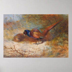Pheasants Poster
