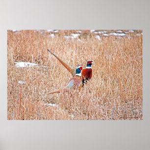 Pheasants-Poster Poster