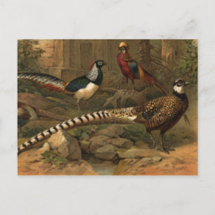 Pheasants Postkarte