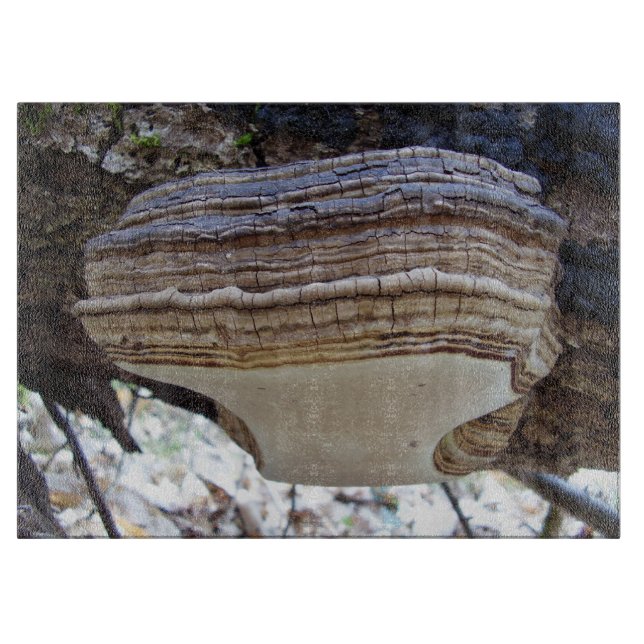 Phellinus igniarius Mushroom Glass Chopping Board Schneidebrett (Vorderseite)