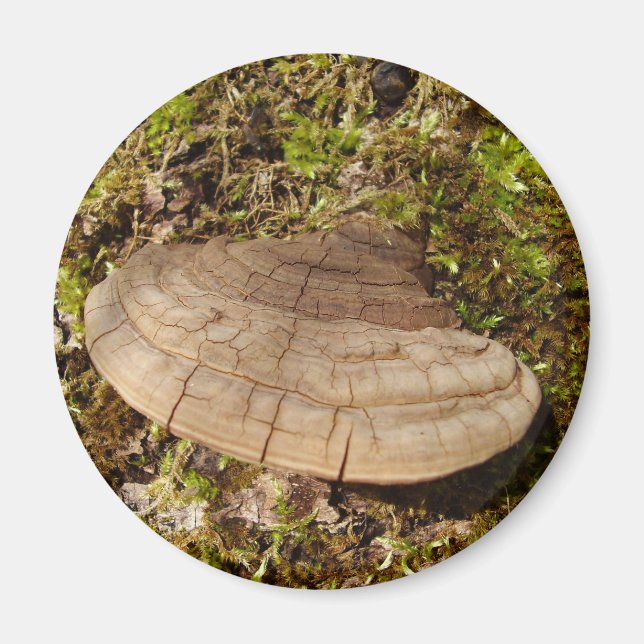 Phellinus igniarius Mushroom Magnet (Vorne)