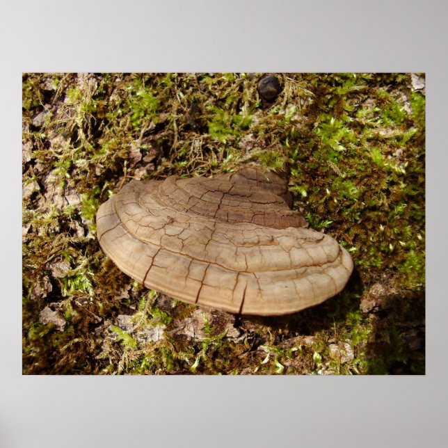 Phellinus igniarius Mushroom Poster (Vorne)
