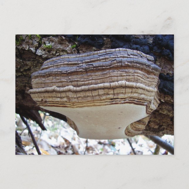 Phellinus igniarius Pilz Postkarte (Vorderseite)