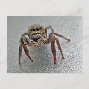 Phiddipus Jumping Spider Series Matching Items Postkarte