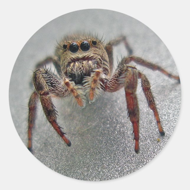 Phiddipus Jumping Spider Series Matching Items Runder Aufkleber (Vorderseite)