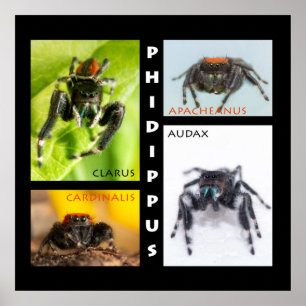 Phidippus springendes Spinnen-Set Poster