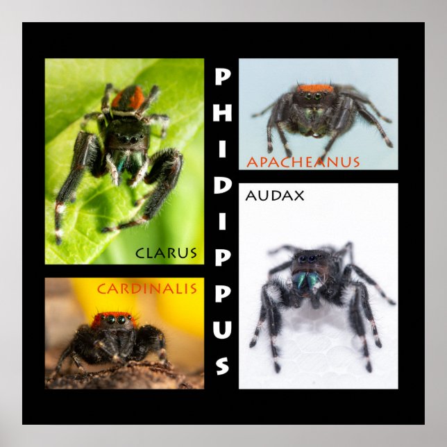 Phidippus springendes Spinnen-Set Poster (Vorne)