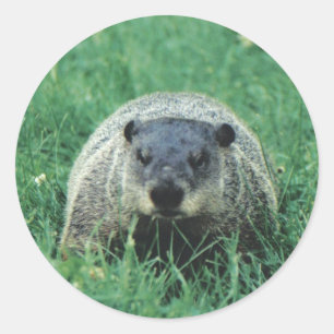 Phil Groundhog Runder Aufkleber