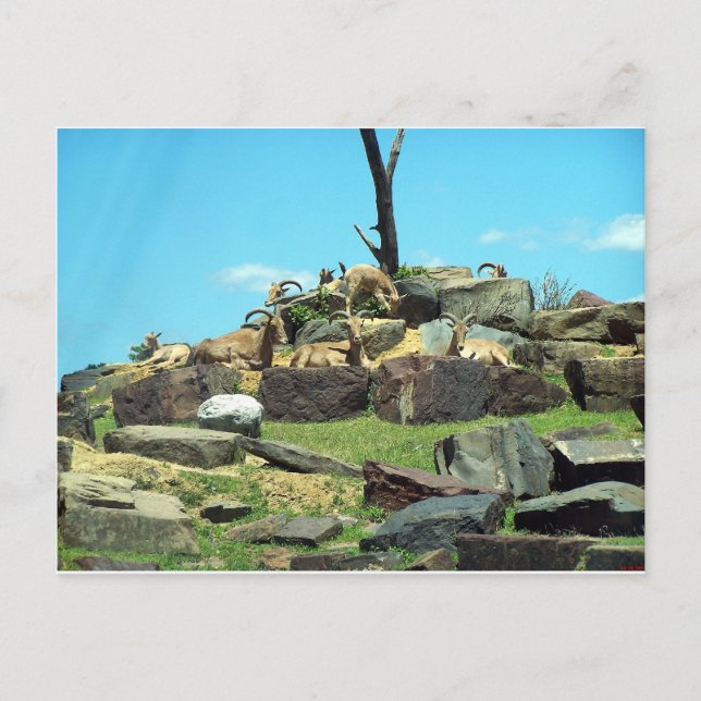 Philadelphia Zoo Postkarte (Vorderseite)
