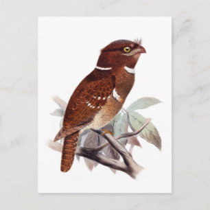 Philippine Frogmouth Postkarte