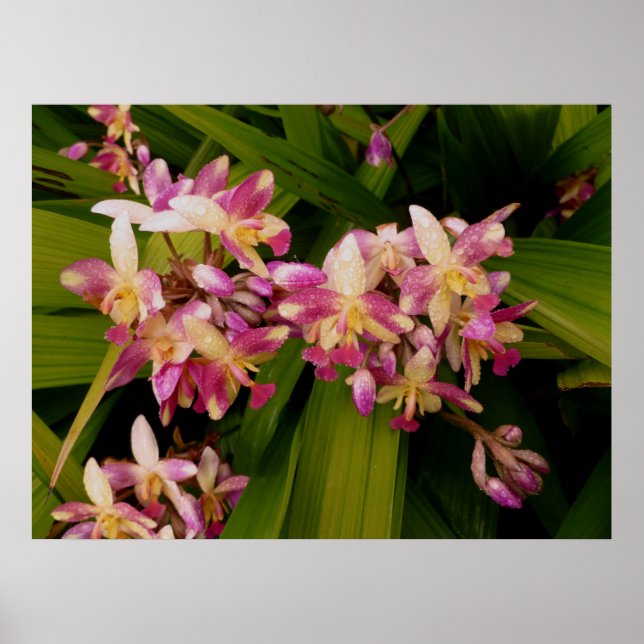 Philippine Ground Orchids Poster (Vorne)