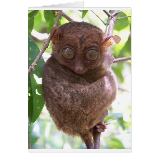 Philippine Tarsier (Vorne)