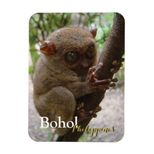 Philippine Tarsier aus Bohol Magnet