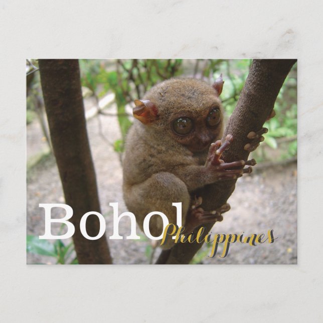 Philippine Tarsier aus Bohol Postkarte (Vorderseite)