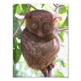 Philippine Tarsier Foto Print