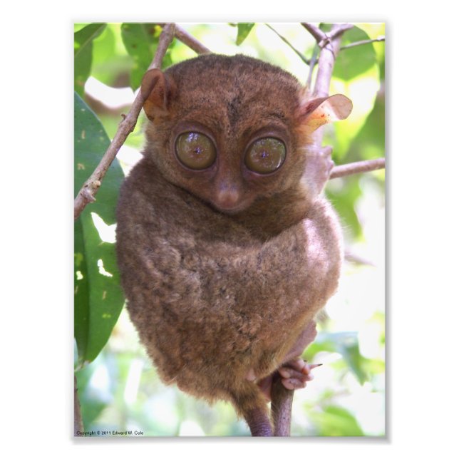 Philippine Tarsier Foto Print (Vorne)