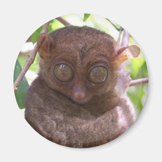 Philippine Tarsier Magnet