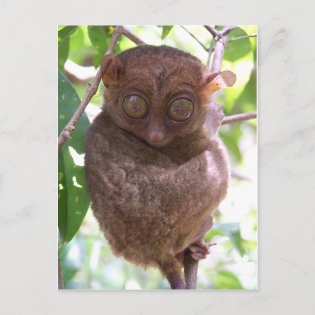 Philippine Tarsier Postkarte (Vorderseite)