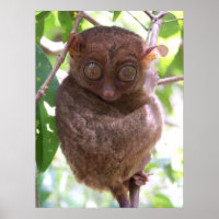 Philippine Tarsier Print