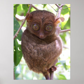 Philippine Tarsier Print Poster