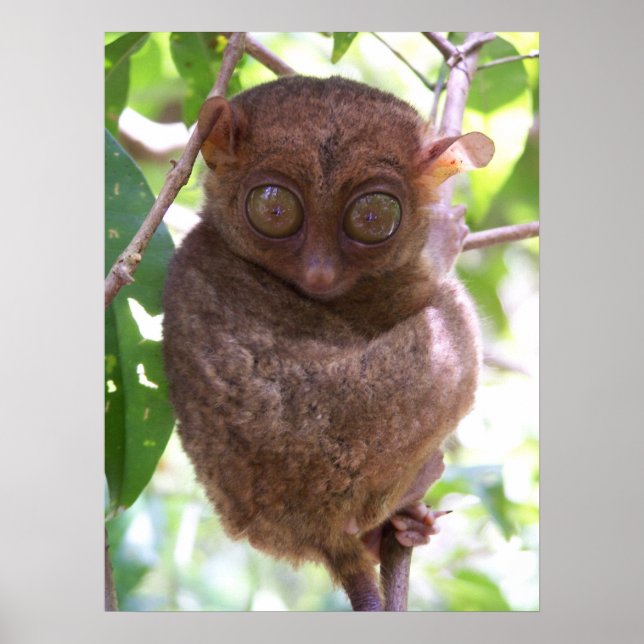 Philippine Tarsier Print Poster (Vorne)