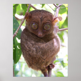 Philippine Tarsier Print Poster