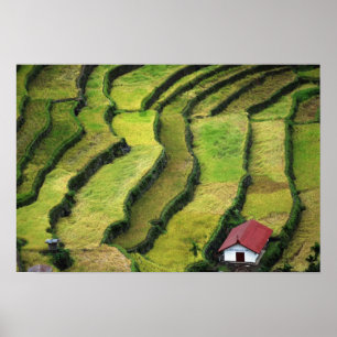 Philippinen, Batad, erhöhte Ansicht von Reis Poster