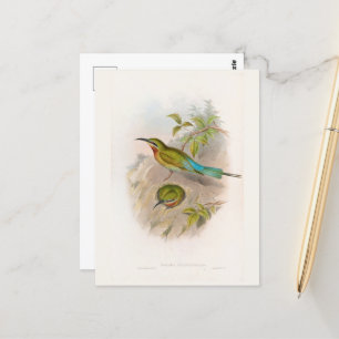 Philippinen-Bienenfresser (1850-1883)  Postkarte