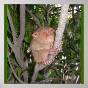 Philippinisches Tarsier Poster