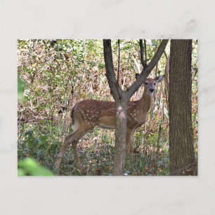 Philly Whitetail Fawn Postcard Postkarte