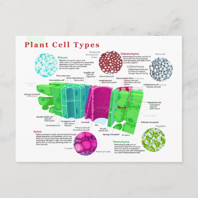 Phloem Xylem Sclerenchyma Collenchyma Leaf Postkarte (Vorderseite)