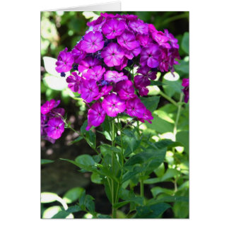 Phlox