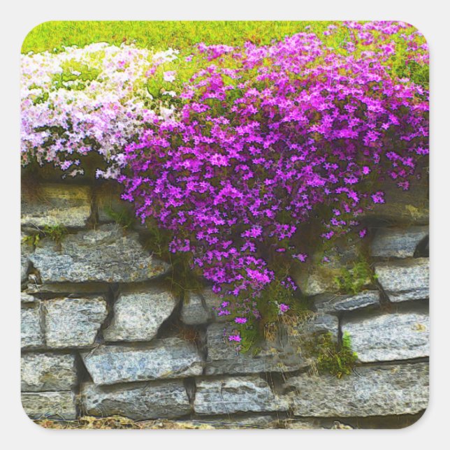 Phlox auf Rocks Aufkleber (Vorderseite)