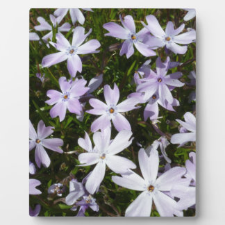 Phlox-Blume Fotoplatte