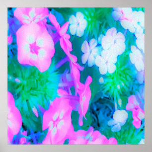 Phlox-Blume in Rosa, Grün, Blau und Weiß. Poster