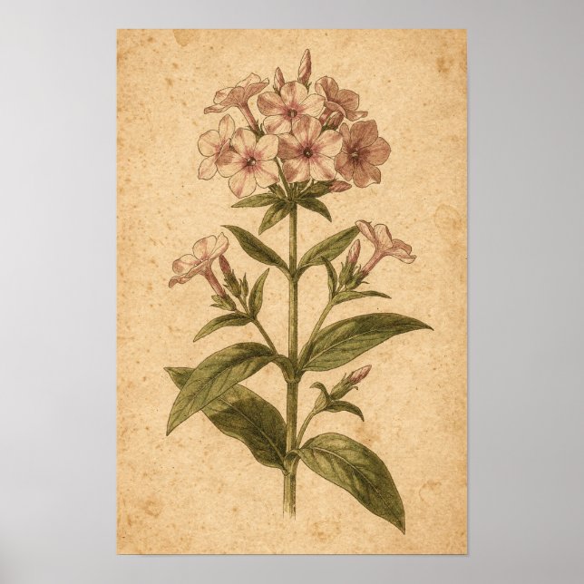 Phlox Botanischer Druck Poster (Vorne)