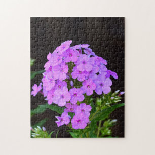 Phlox 'David's Lavender' Puzzle