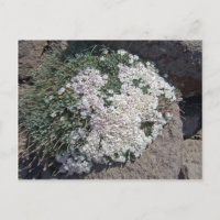 Phlox diffusa
