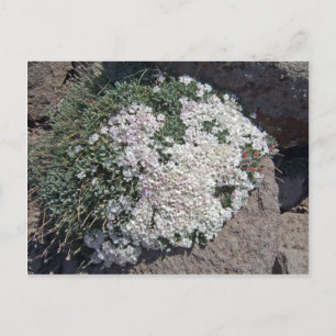 Phlox diffusa postkarte