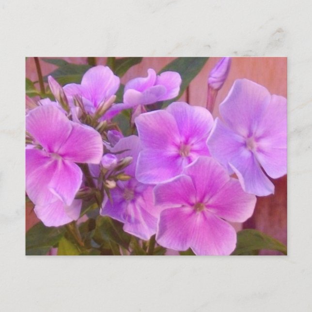 Phlox Floral Postcard Postkarte (Vorderseite)