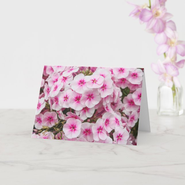 Phlox. Friary Gardens, Cardiff, Wales. Karte (Orchidee)