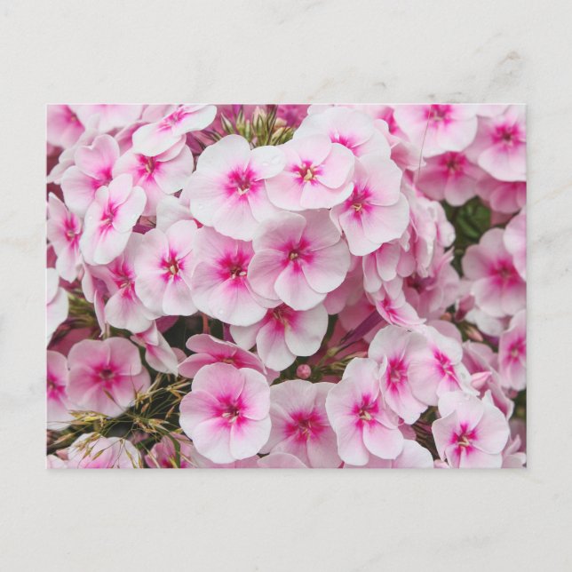 Phlox. Friary Gardens, Cardiff, Wales. Postkarte (Vorderseite)