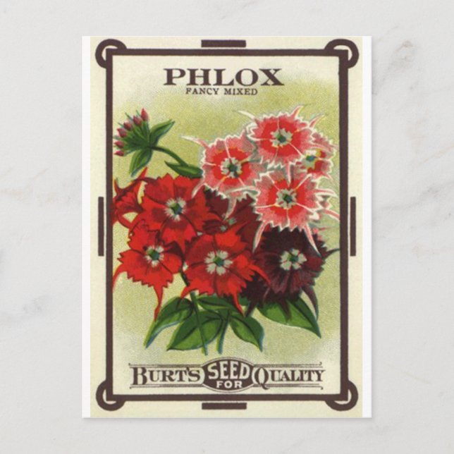 Phlox gemischt postkarte (Vorderseite)