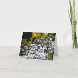 Phlox-Holzkarte (Phlox divaricata) Feiertagskarte