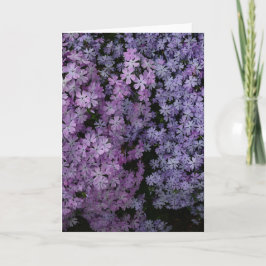 Phlox im Überfluss Karte