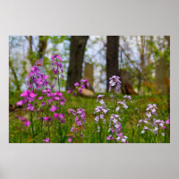 Phlox in der Nähe eines Friedhofs