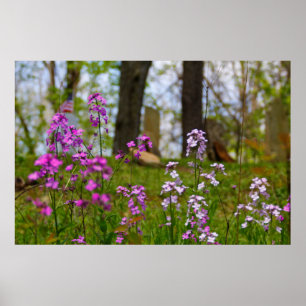 Phlox in der Nähe eines Friedhofs Poster