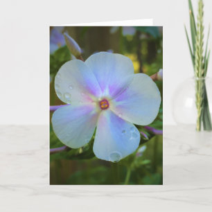 Phlox, Karte