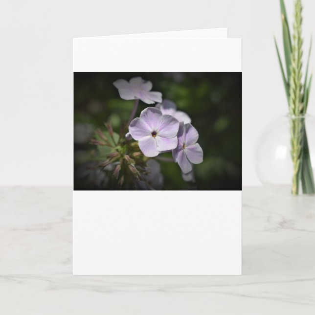 Phlox, Karte (Vorderseite)