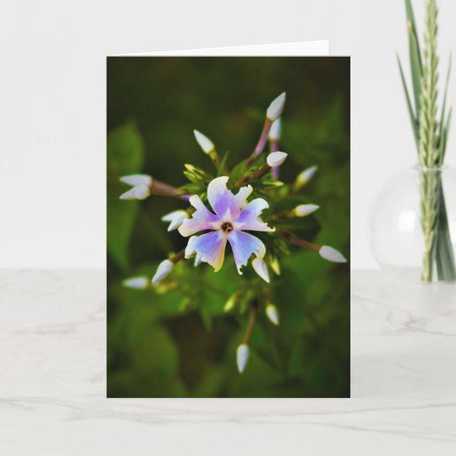 Phlox, Karte (Vorderseite)